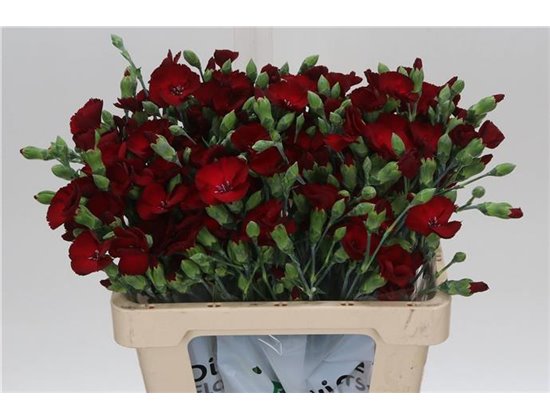 Nagelj Single flowered Hollands Soland Cherryfly c1928