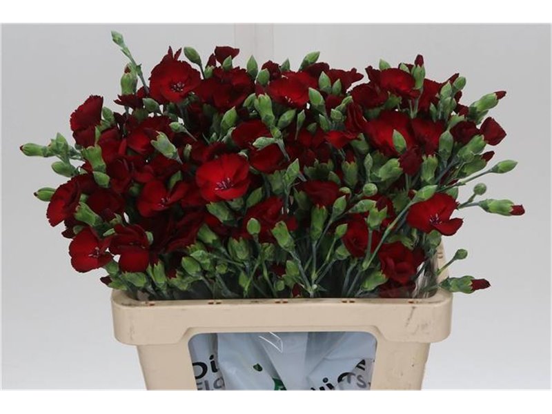 Nagelj Single flowered Hollands Soland Cherryfly c1928