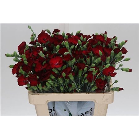 Nagelj Single flowered Hollands Soland Cherryfly c1928