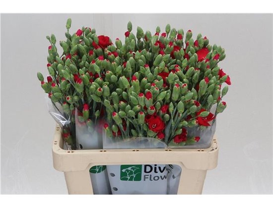 Nagelj Single flowered Hollands Solanum Brightfly c1929