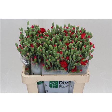 Nagelj Single flowered Hollands Solanum Brightfly c1929