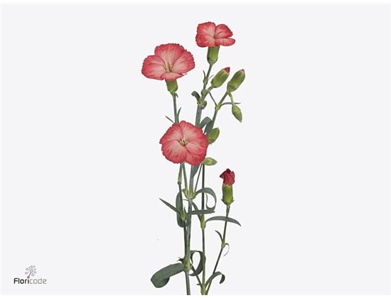 Nagelj Single flowered Hollands Solomio Clif c1930