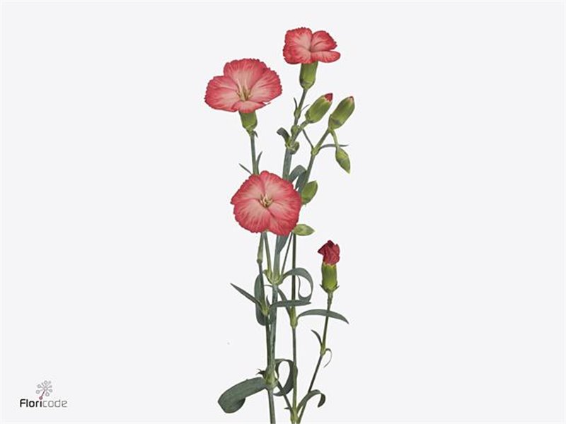 Nagelj Single flowered Hollands Solomio Clif c1930