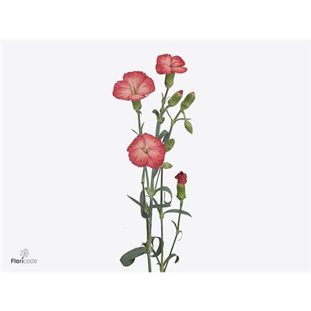 Nagelj Single flowered Hollands Solomio Clif c1930