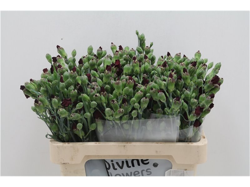 Nagelj Single flowered Hollands Solomio Dua c1931