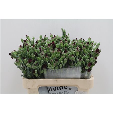 Nagelj Single flowered Hollands Solomio Dua c1931