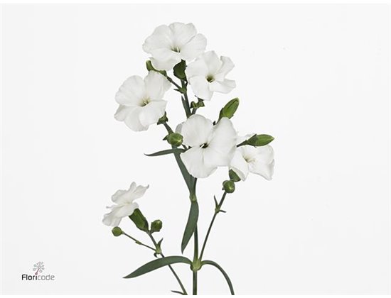 Nagelj Single flowered Solomio Ard c1932