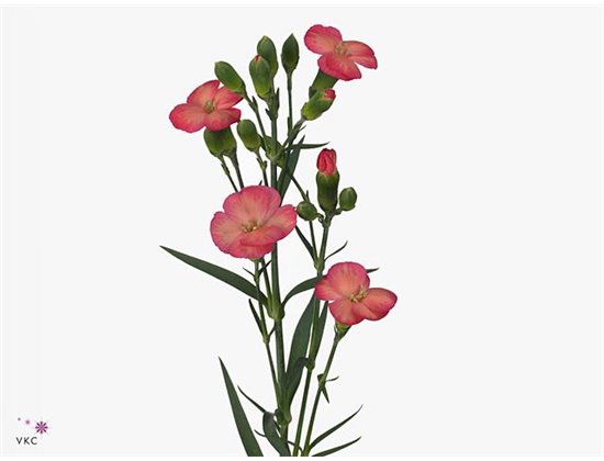 Nagelj Single flowered Solomio Fen c1936