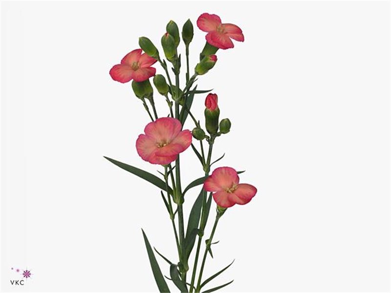 Nagelj Single flowered Solomio Fen c1936