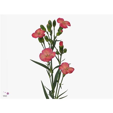 Nagelj Single flowered Solomio Fen c1936