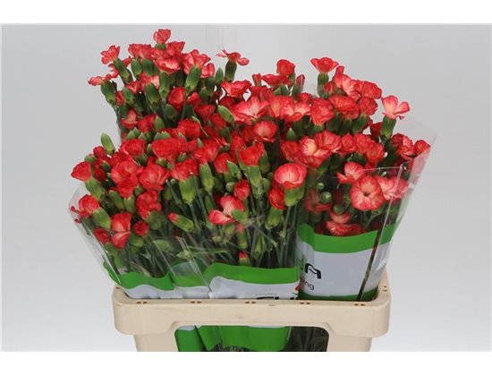 Nagelj Single flowered Solomio Fen c1937