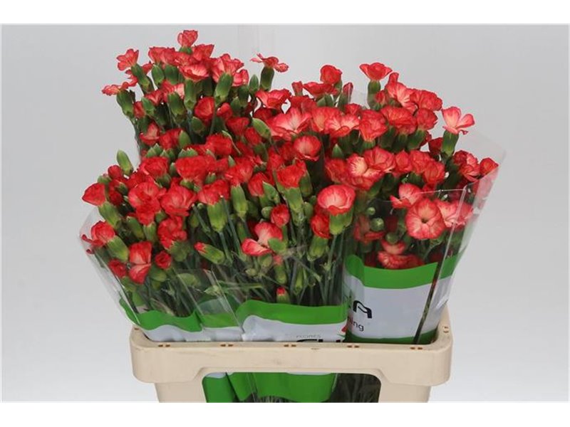 Nagelj Single flowered Solomio Fen c1937