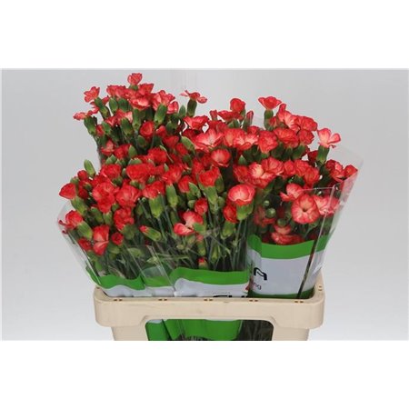 Nagelj Single flowered Solomio Fen c1937