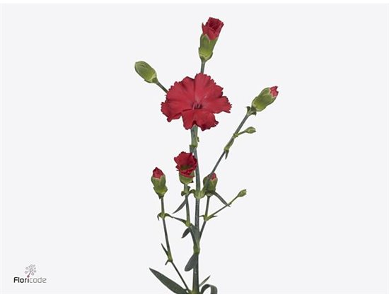 Nagelj Single flowered Solomio Lala Cult c1938