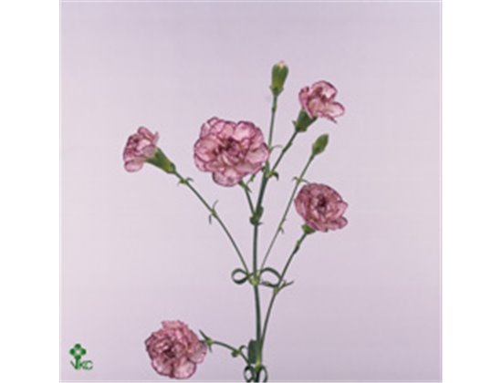 Nagelj Single flowered Symply Love c1939