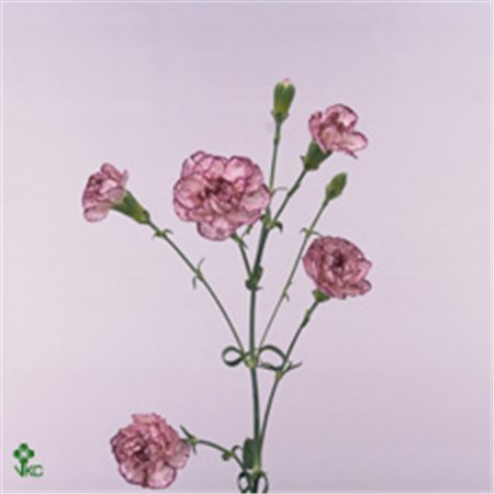 Nagelj Single flowered Symply Love c1939