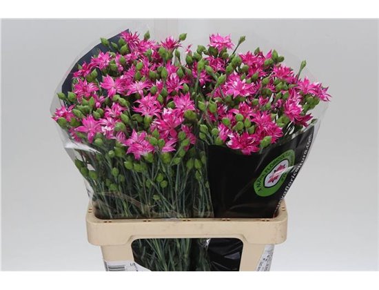 Nagelj Spectro c1941