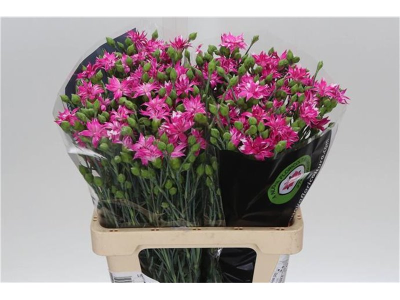 Nagelj Spectro c1941