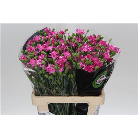 Nagelj Spectro c1941