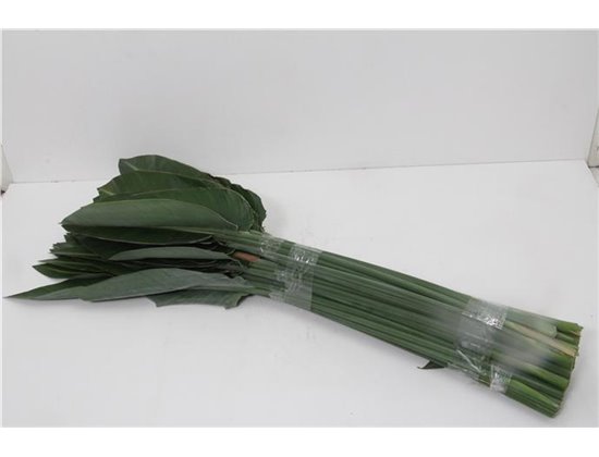 Strelicija Leaf c1948