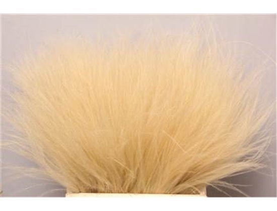 Strelicija Leaf c1949