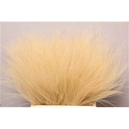 Strelicija Leaf c1949