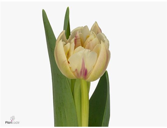 Tulipan Double Flaming Margarita c1960