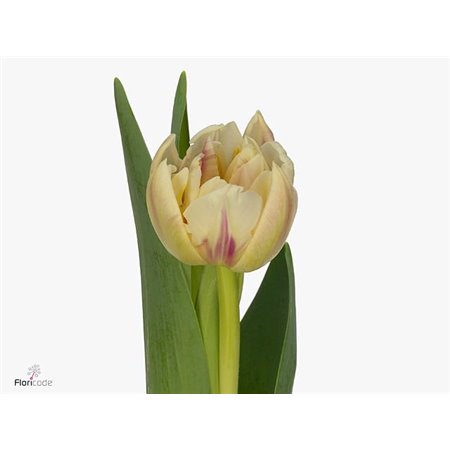 Tulipan Double Flaming Margarita c1960