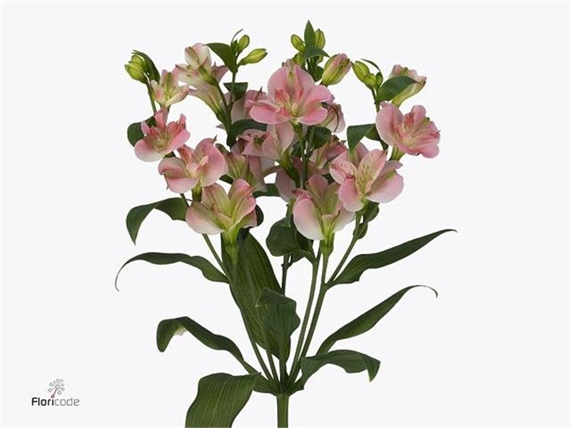 Alstromerija Fl Charmelia c55