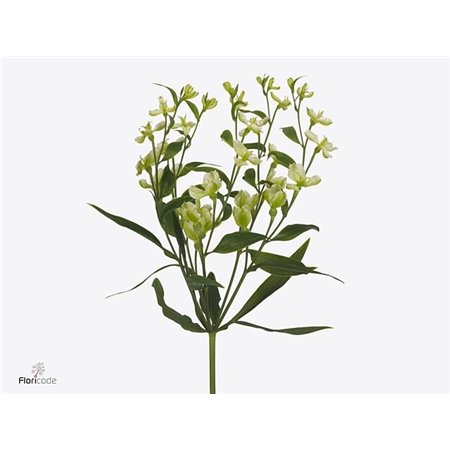 Alstromerija Fl Jade c57
