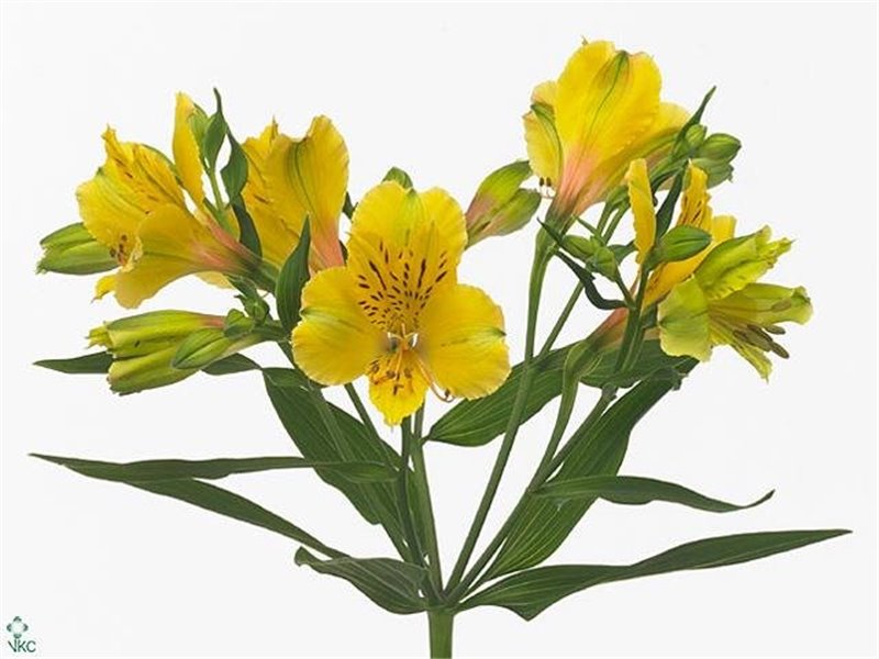 Alstromerija Lemon c66
