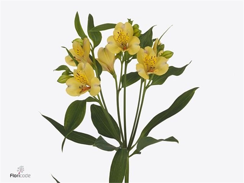 Alstromerija Morning Star c72