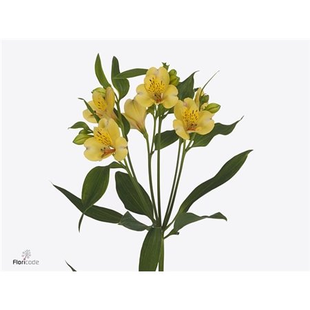 Alstromerija Morning Star c72