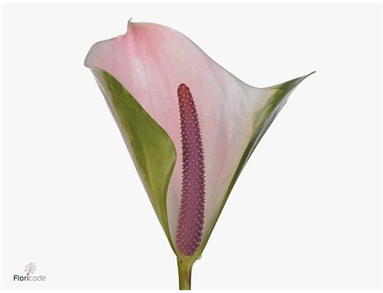Anthurium A Alero c100