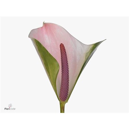 Anthurium A Alero c100