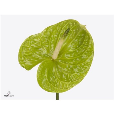 Anthurium A Cheers c102