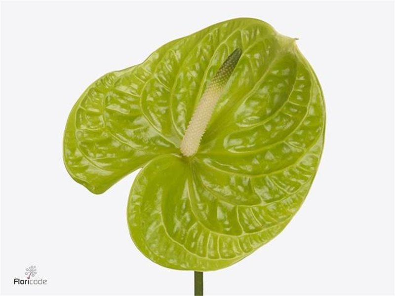 Anthurium A Grand Slam c103