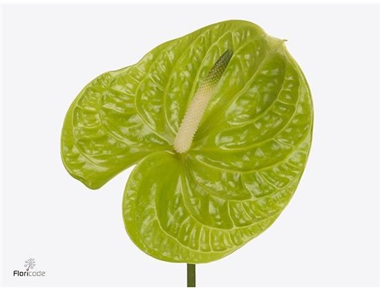 Anthurium A Grand Slam c104