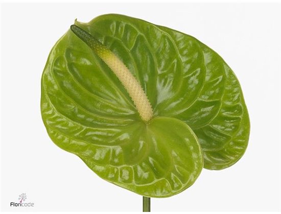 Anthurium A Grand Slam c105