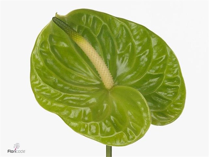 Anthurium A Grand Slam c105