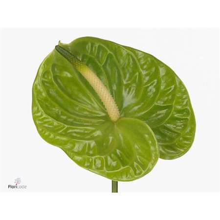 Anthurium A Grand Slam c105