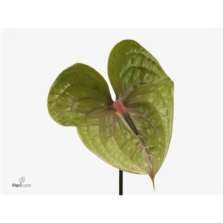 Anthurium A Pistache c108
