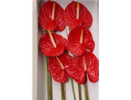 Anthurium A Pistache c109