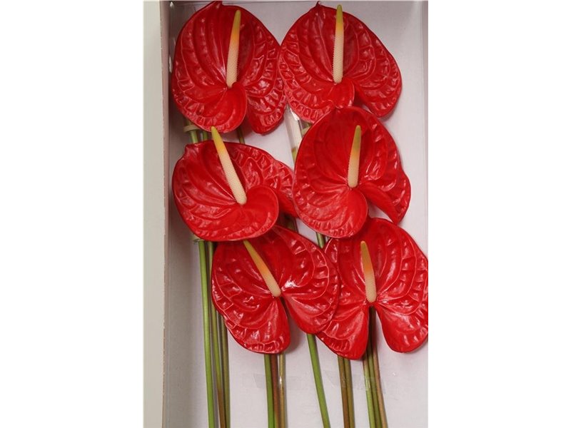Anthurium A Rambla c110