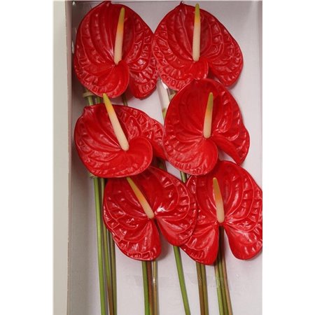 Anthurium A Rambla c110