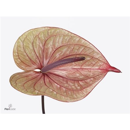 Anthurium A Tequila c111