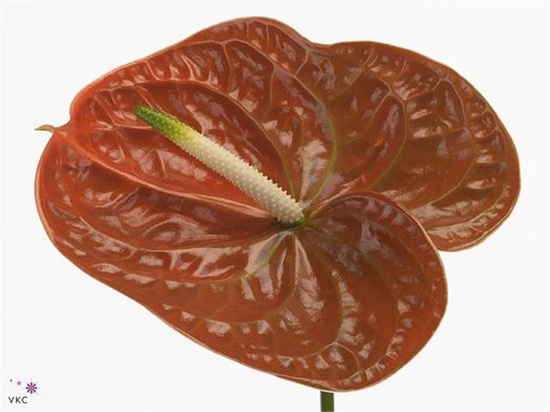 Anthurium A Terrasol c112
