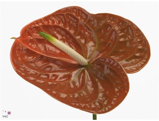 Anthurium A Terrasol c113