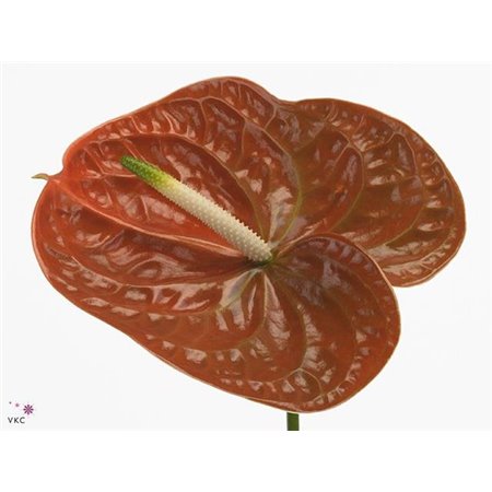 Anthurium A Terrasol c113