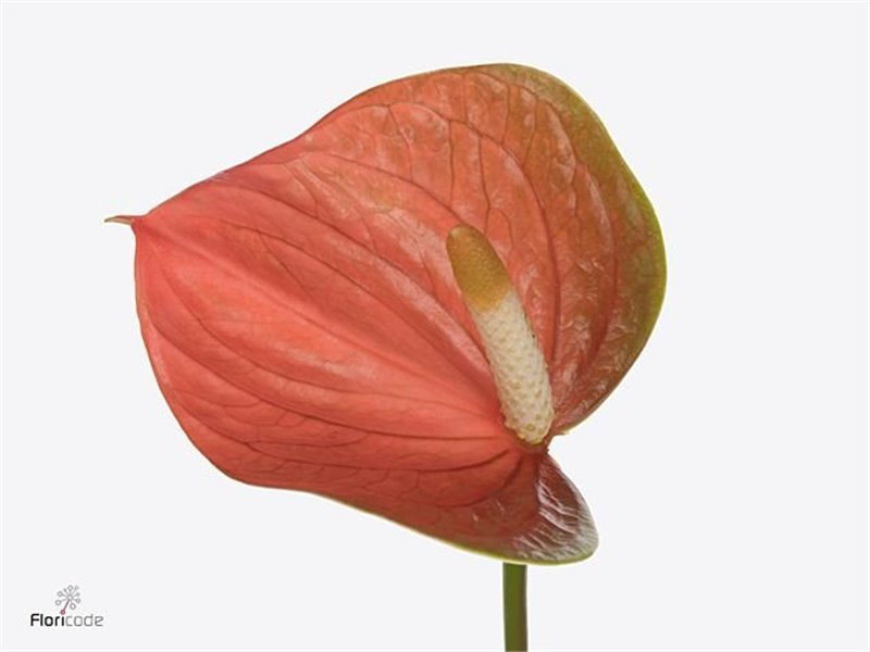 Anthurium Aqua Peachy Love c114